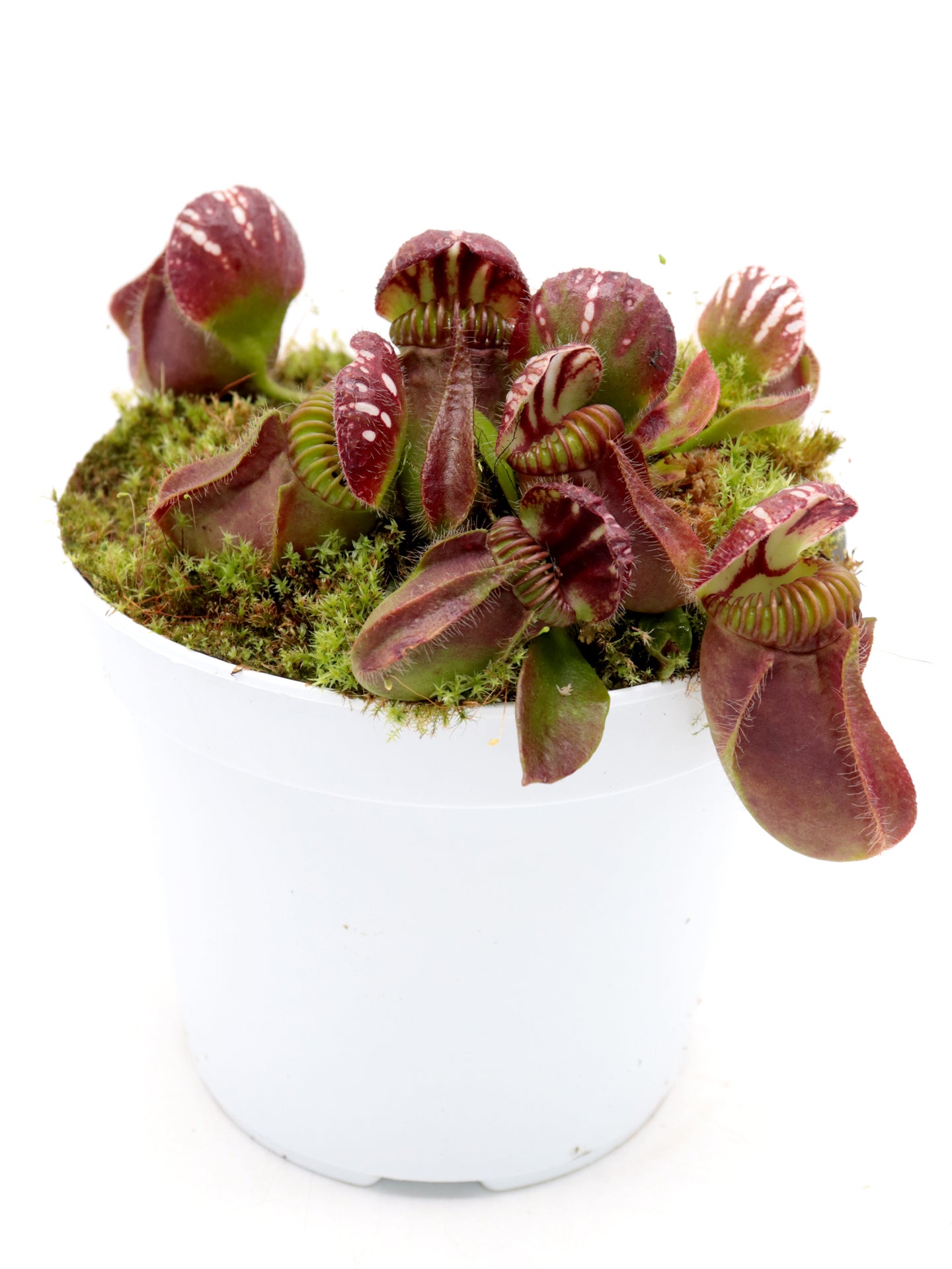 Cephalotus follicularis "Korean Giant"