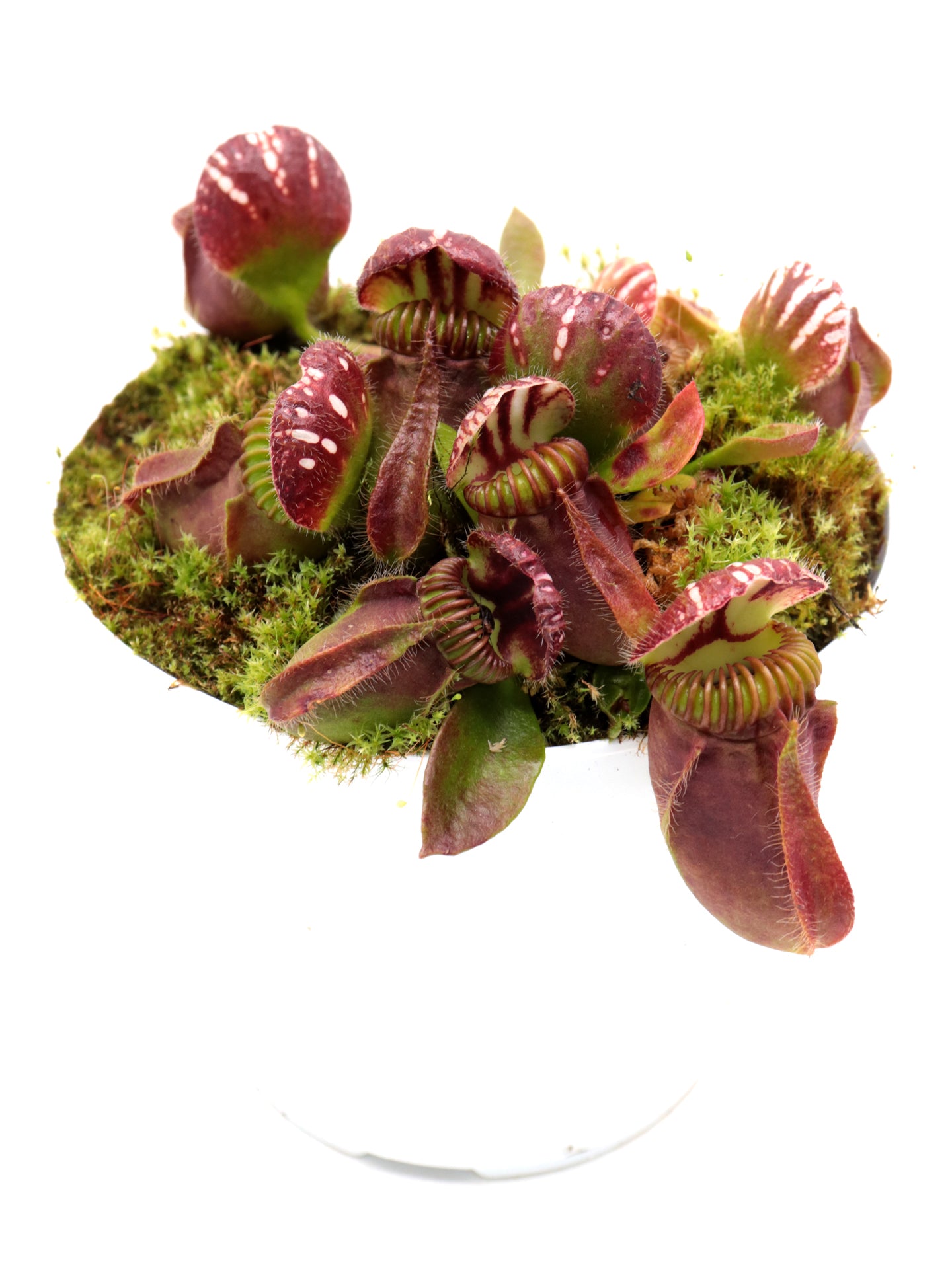 Cephalotus follicularis "Korean Giant"