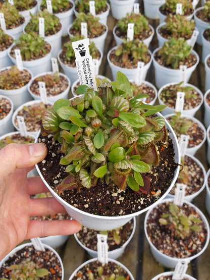 Cephalotus follicularis "Holland clone"