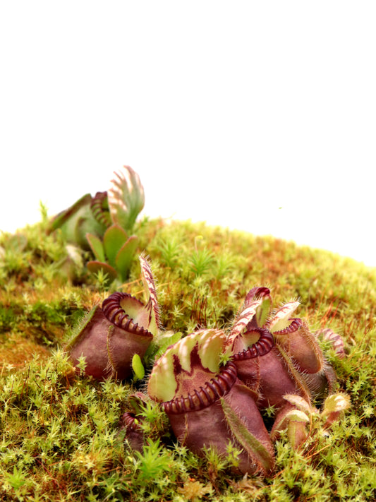 Cephalotus follicularis  "Phil Mann"