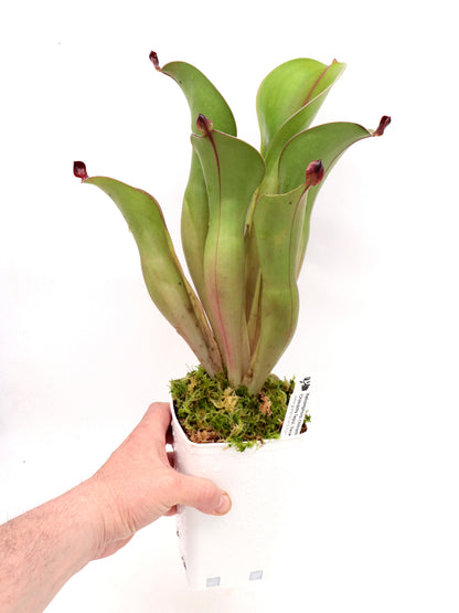 Heliamphora chimantensis Chimanta, Venezuela