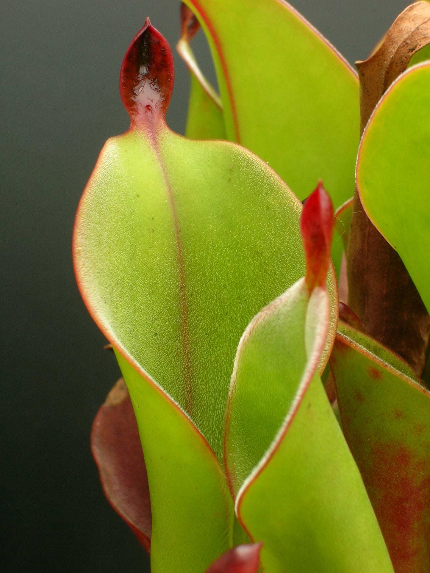 Heliamphora chimantensis Chimanta, Venezuela