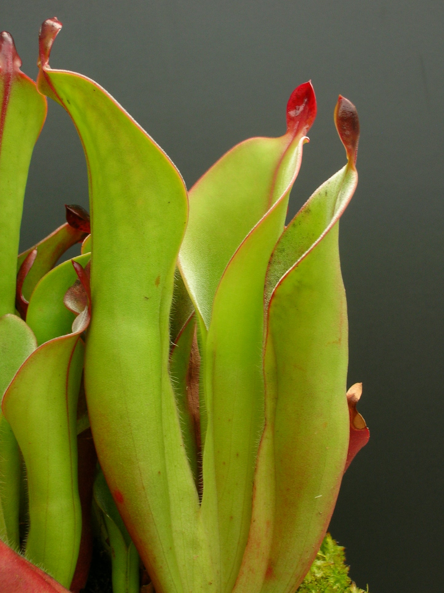 Heliamphora chimantensis Chimanta, Venezuela