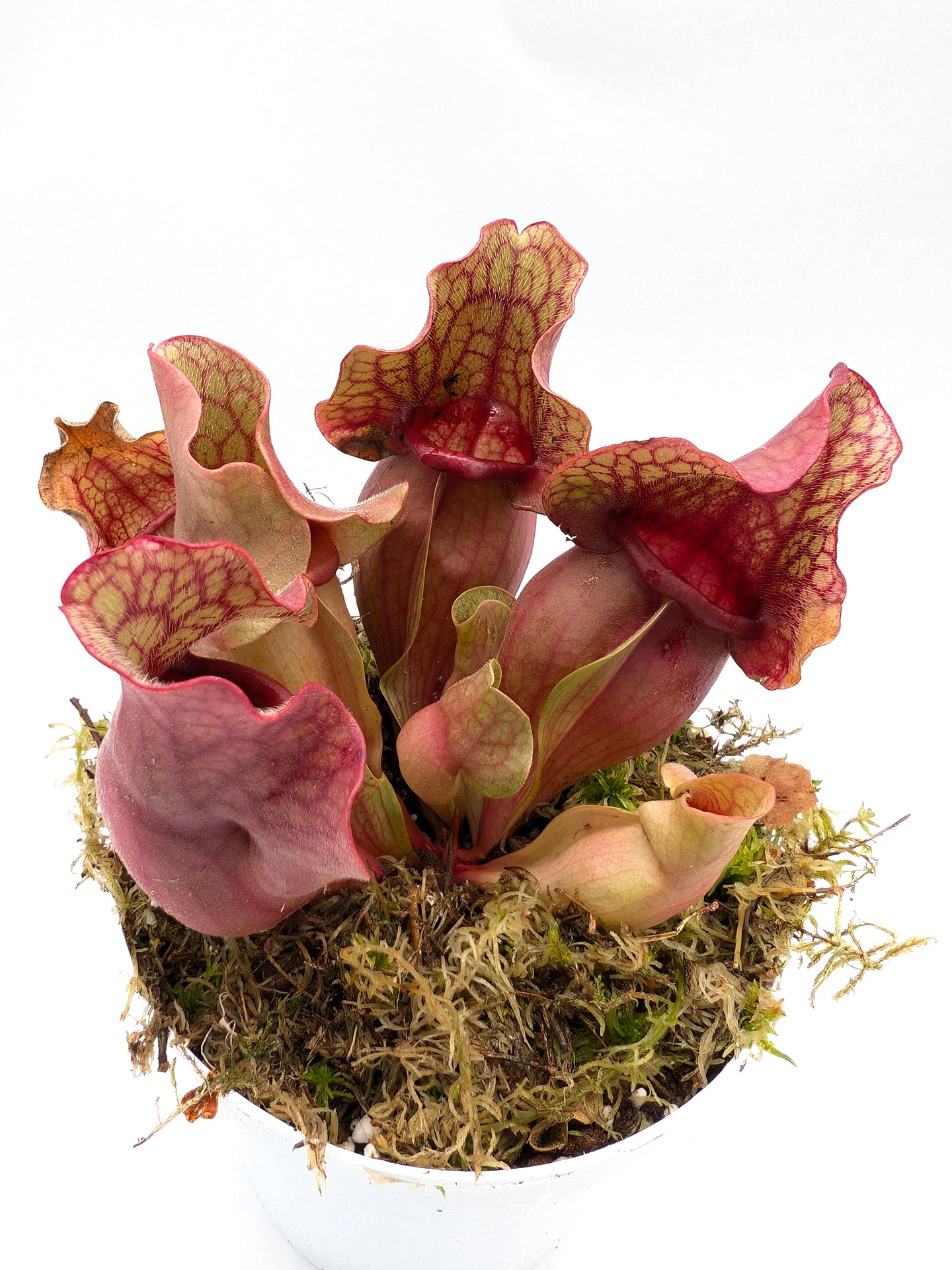 Sarracenia rosea "Chipola Giant" x f. luteola