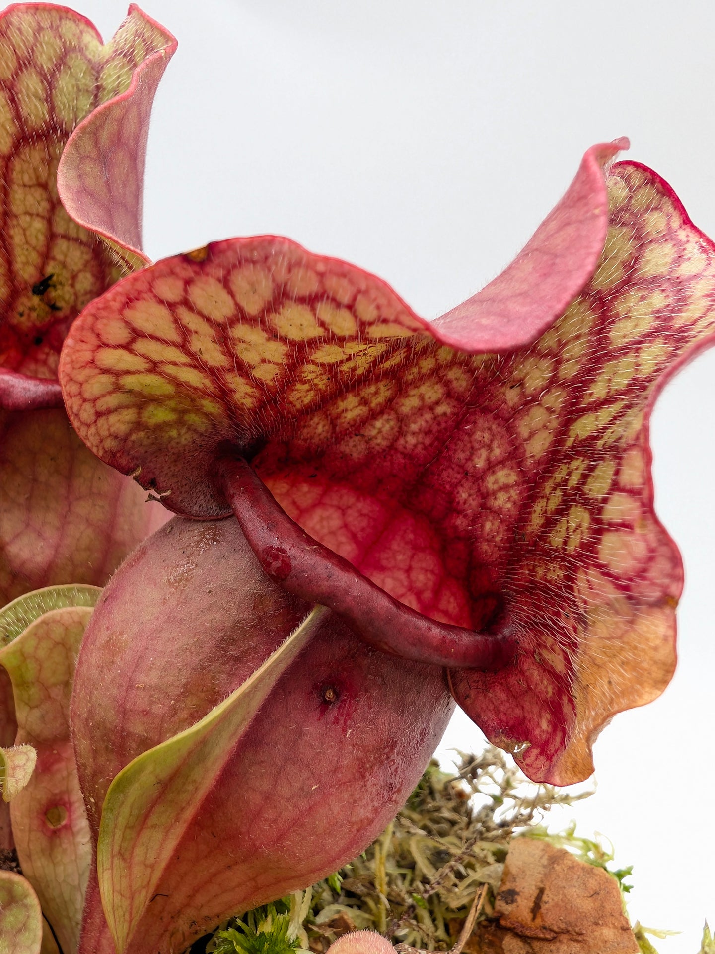 Sarracenia rosea "Chipola Giant" x f. luteola