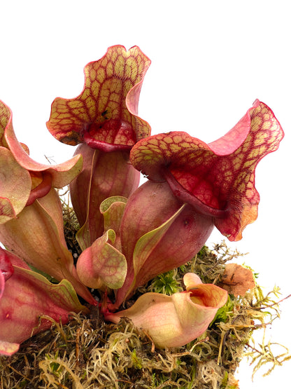 Sarracenia rosea "Chipola Giant" x f. luteola