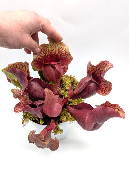 AUCTION 1: Sarracenia rosea "Chipola Giant" with 2 growth points