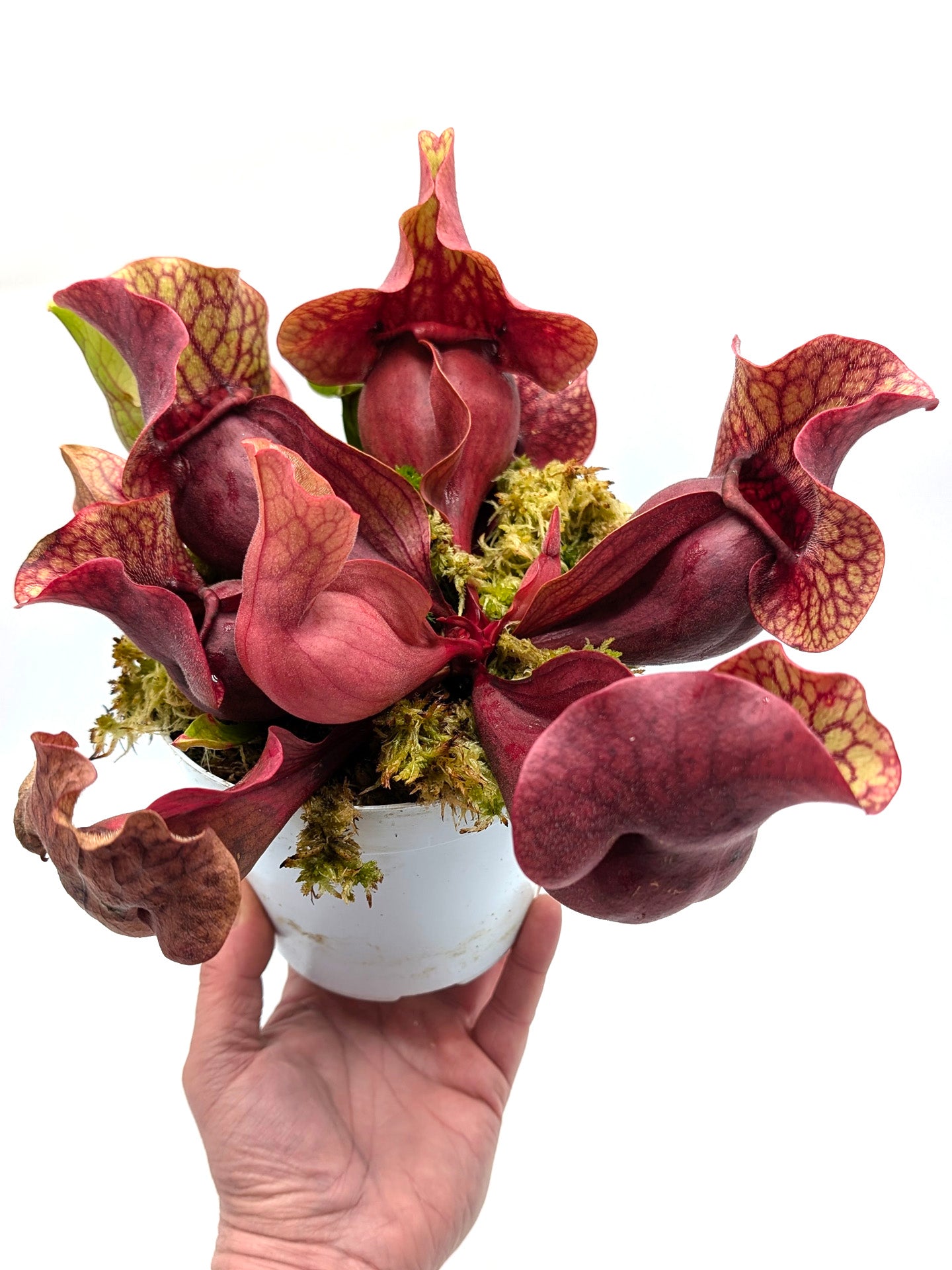 AUCTION 1: Sarracenia rosea "Chipola Giant" with 2 growth points