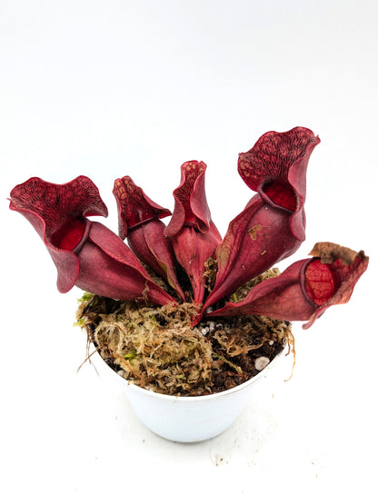 Sarracenia rosea "Chipola Giant" x "Buddha Belly"