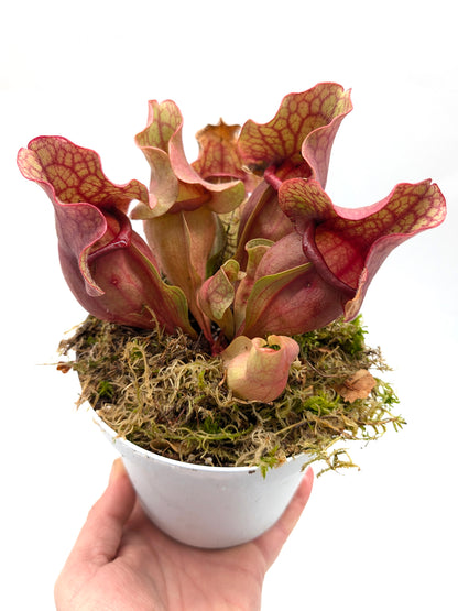 Sarracenia rosea "Chipola Giant" x f. luteola