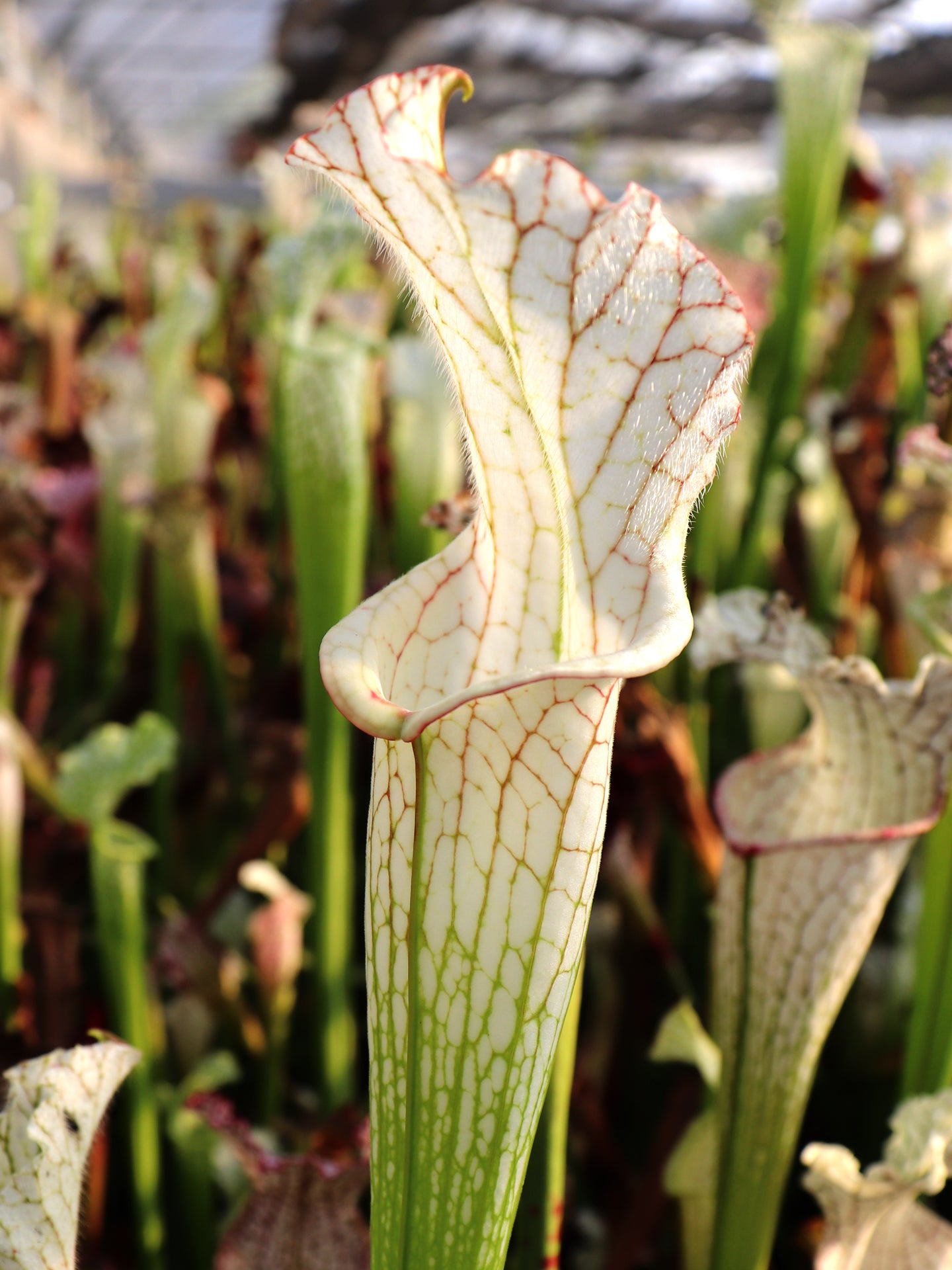 Sarracenia leucophylla var. alba   clone 16 Klein