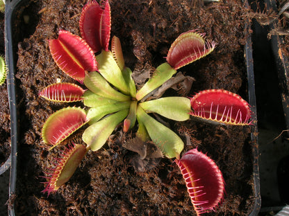 Dionaea muscipula "Clump" Svarc