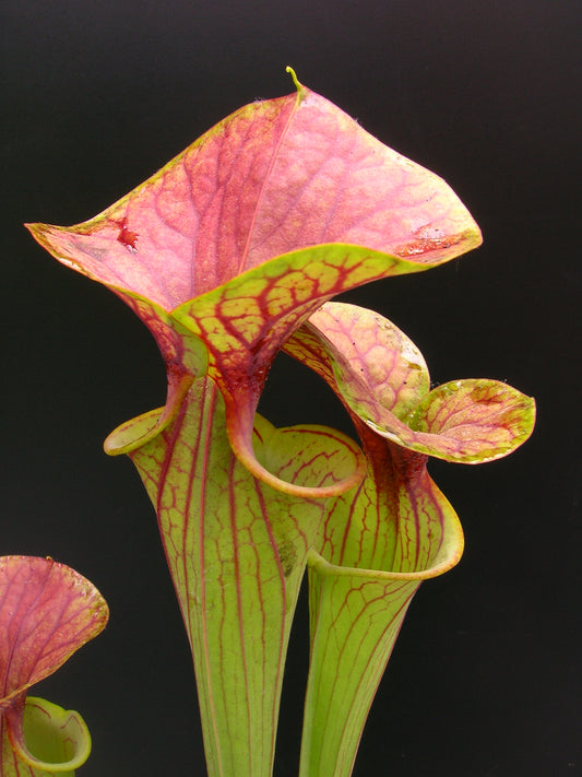 Sarracenia flava var. cuprea Charleston Co J-F259