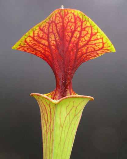 Sarracenia flava var. cuprea Marsure-Klon