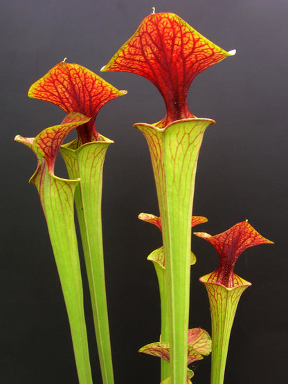 Sarracenia flava var. cuprea Marsure-Klon