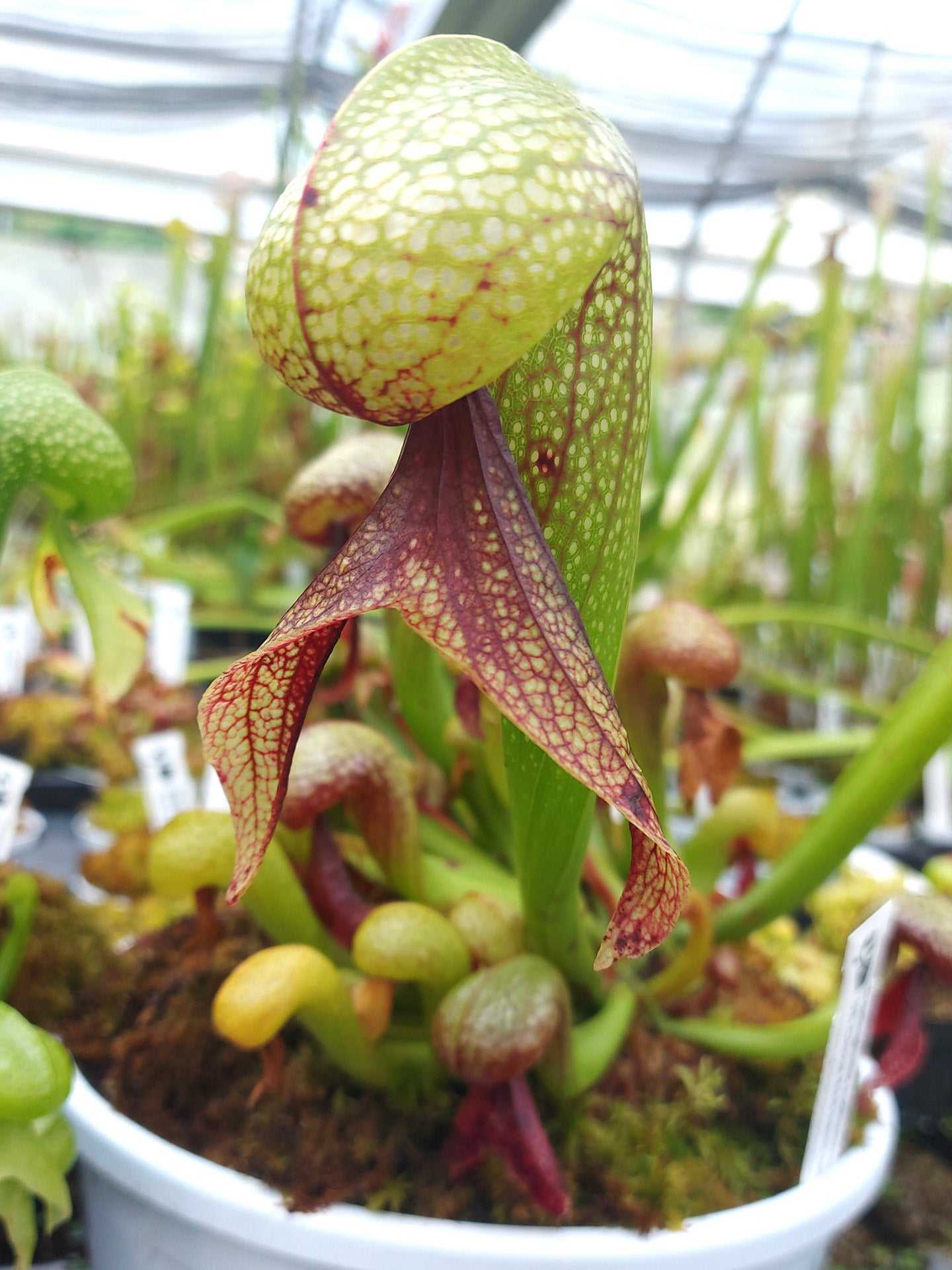 Darlingtonia californica "UK Clone"