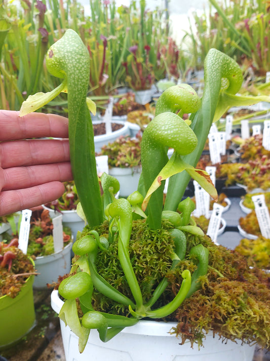 Darlingtonia californica 'Othello'