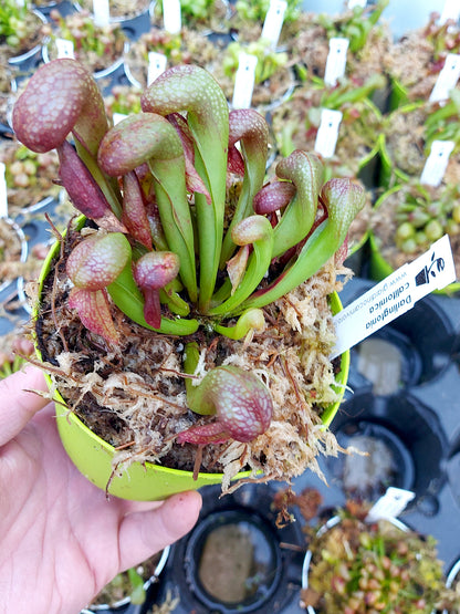 Darlingtonia californica with live sphagnum moss