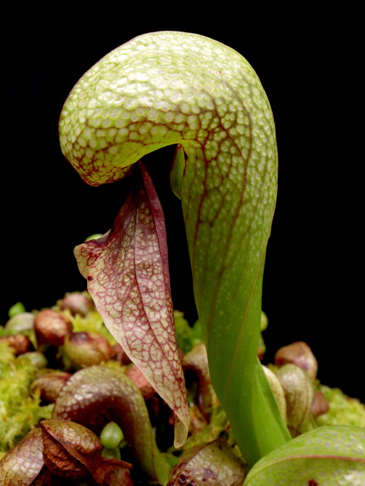 FRISCHE DARLINGTONIA CALIFORNICA-SAMEN