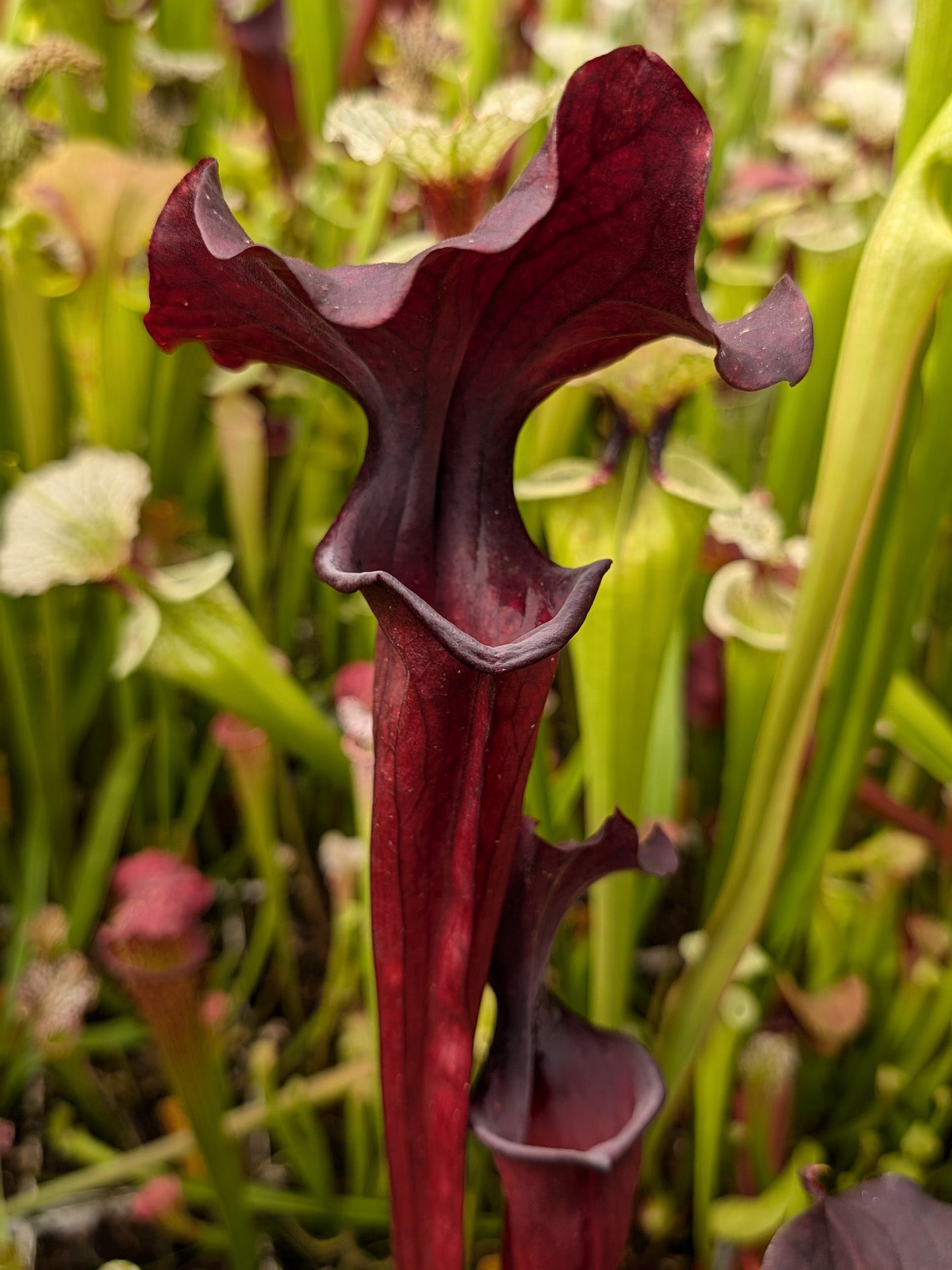 H47 GC Sarracenia „Darth Fener“