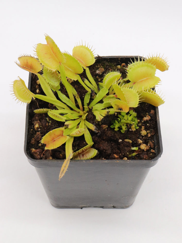 Dionaea muscipula "Dermogorgon"