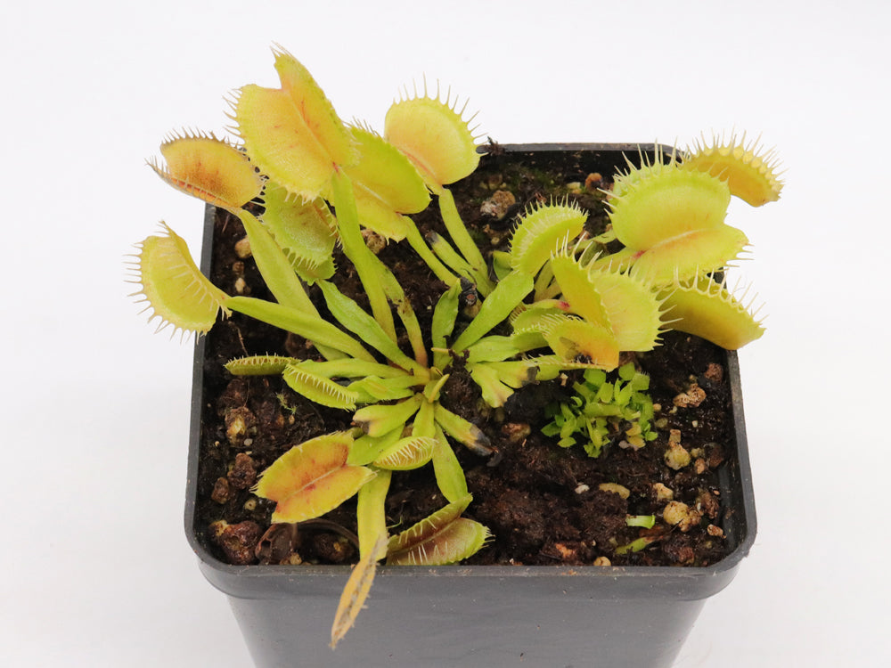 Dionaea muscipula "Dermogorgon"