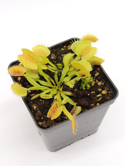 Dionaea muscipula "Dermogorgon"