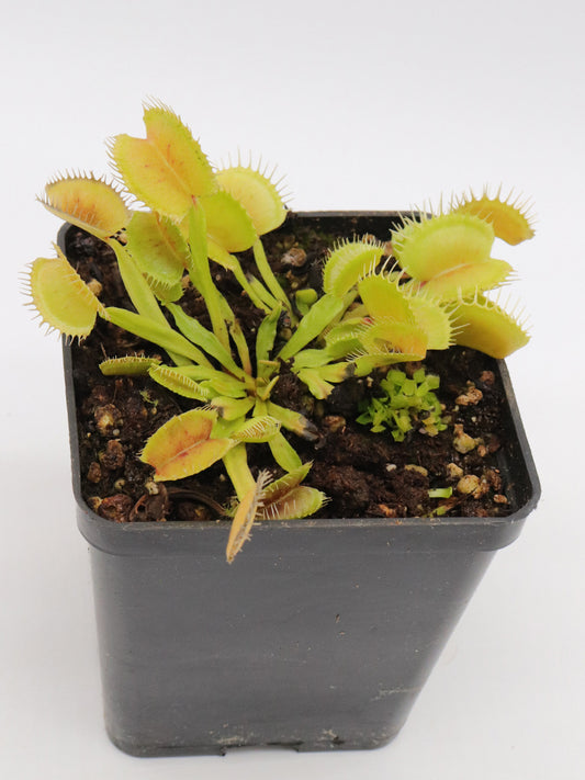 Dionaea muscipula "Dermogorgon"