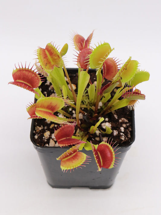 Dionaea muscipula "Diablo"