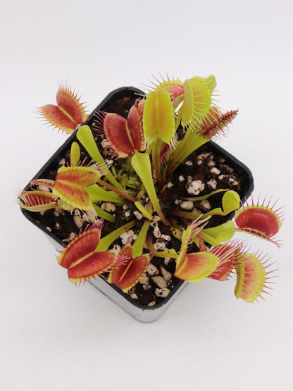 Dionaea muscipula "Diablo"