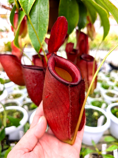 Nepenthes "Diana"