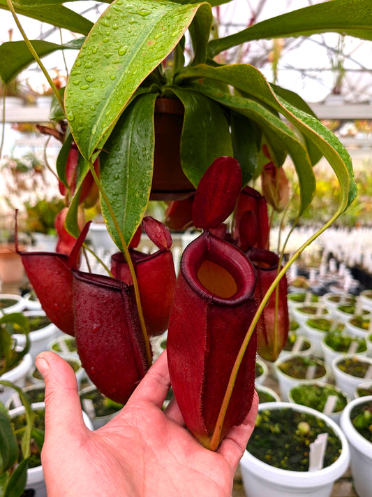 Nepenthes "Diana"