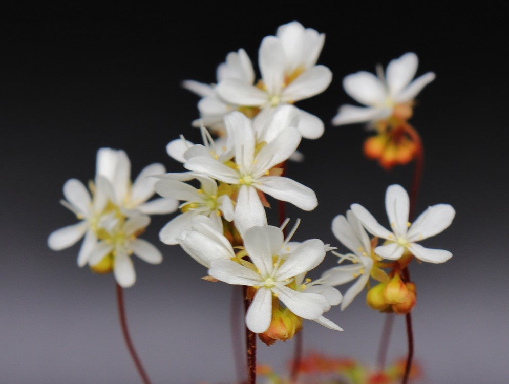 Drosera dichrosepala (Gemme in vaso)