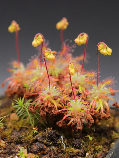 Drosera dichrosepala (Gemme in vaso)