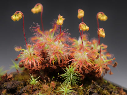 Drosera dichrosepala (Gemme in vaso)