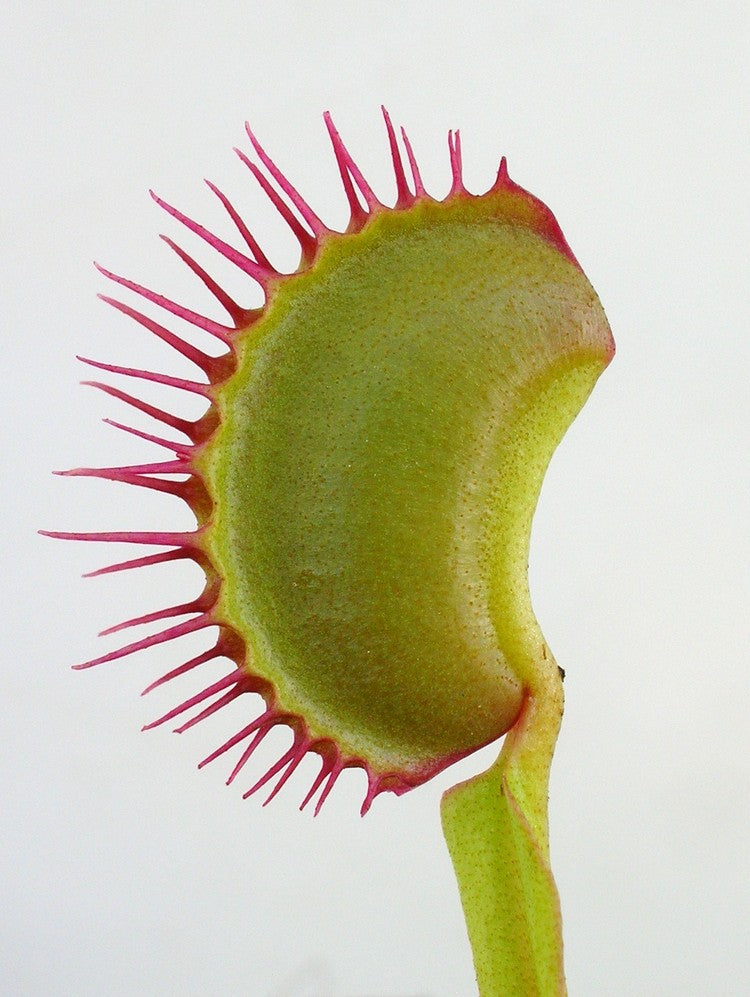 Dionaea muscipula 'Dingley giant'