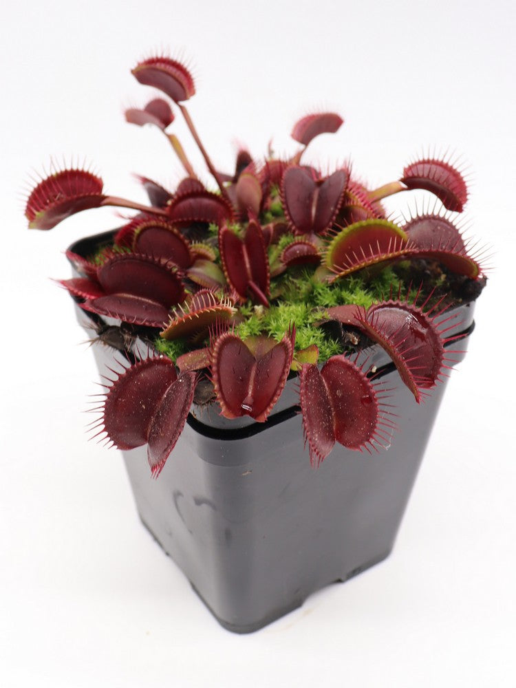 Dionaea muscipula 'Akai ryu'