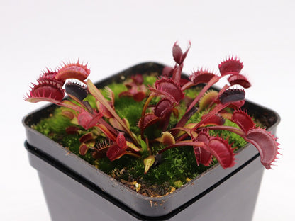 Dionaea muscipula "All red fused"