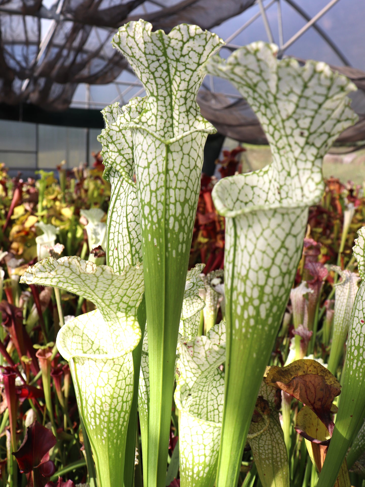 Sarracenia leucophylla var. alba "Dipped Lid" x "Solid White" #2