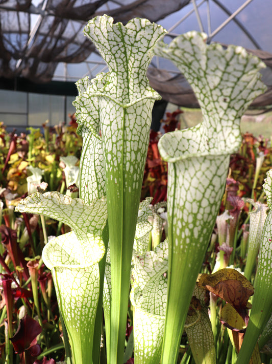 Sarracenia leucophylla var. alba "Dipped Lid" x "Solid White" #2