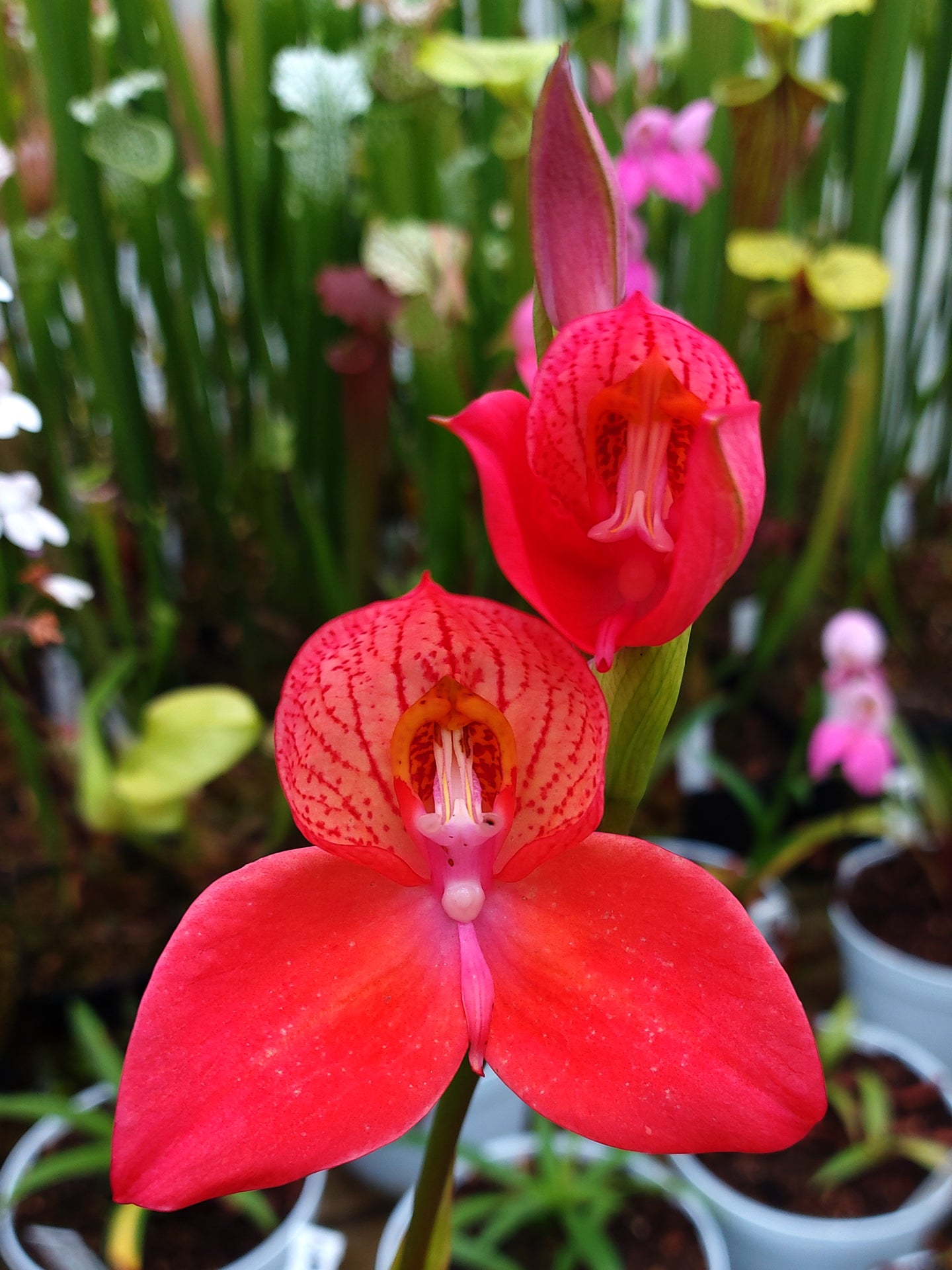 Disa Diores "Inca Warrior"