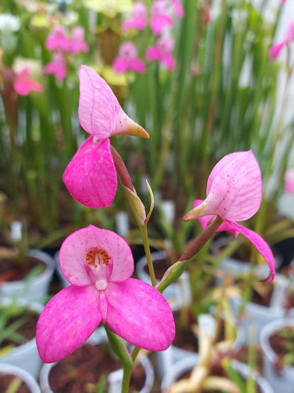 Disa x "Kewensis May"