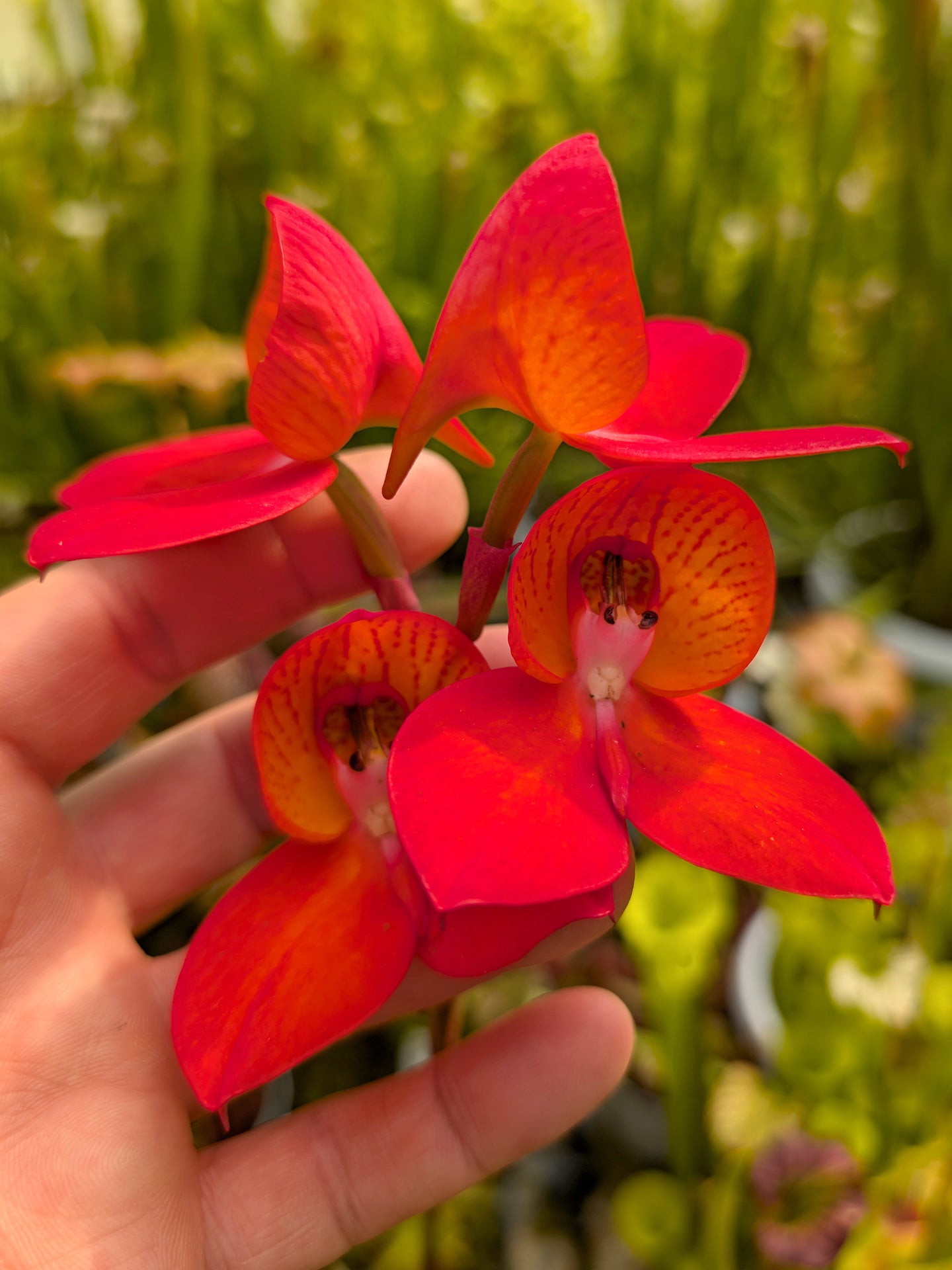 Disa x "Watsonii Red"