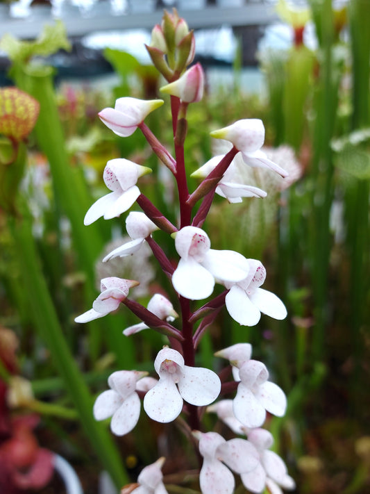 Disa x „Tripetaloides“ Verschiedene Klone