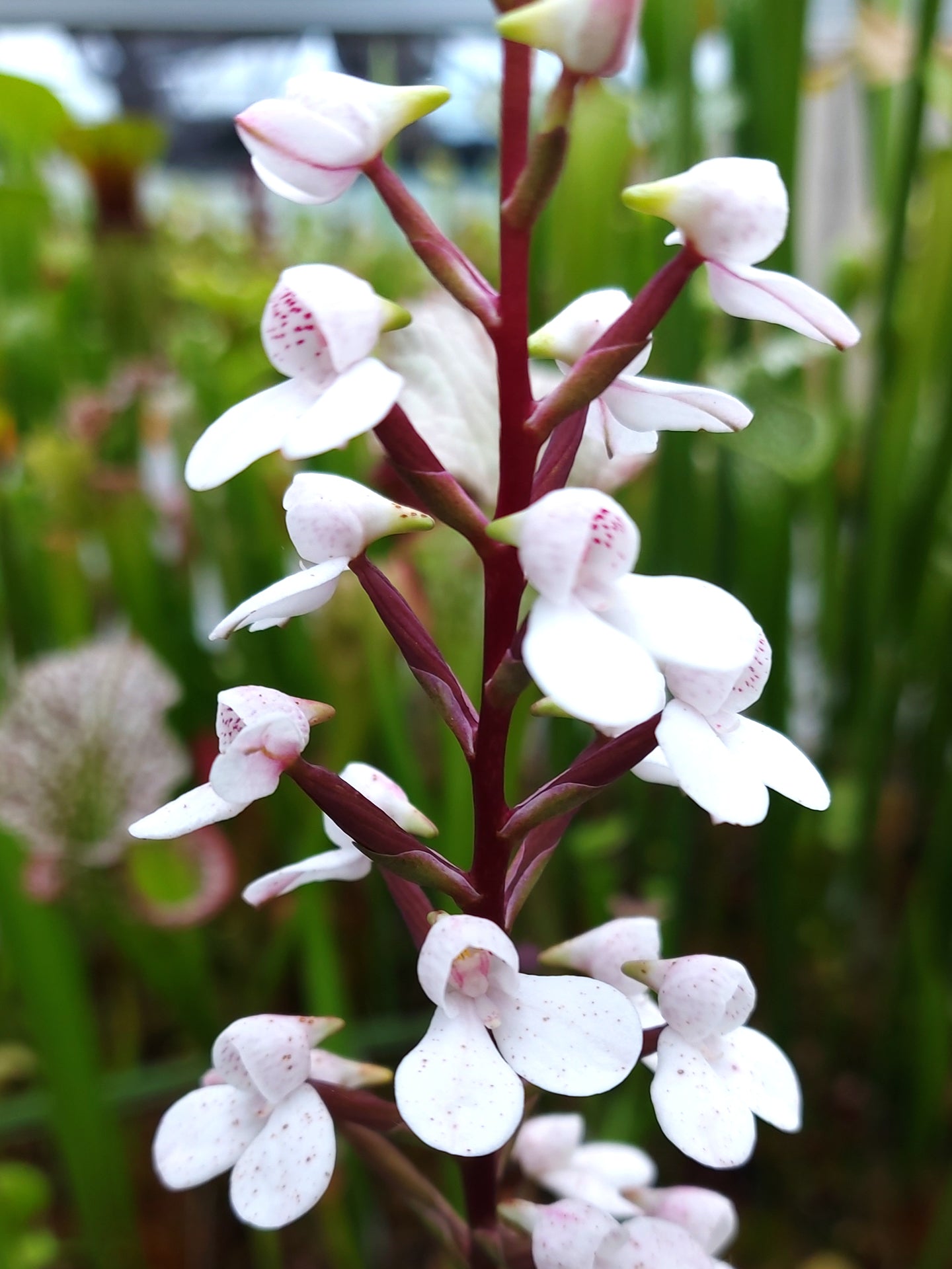 Disa x „Tripetaloides“ Verschiedene Klone