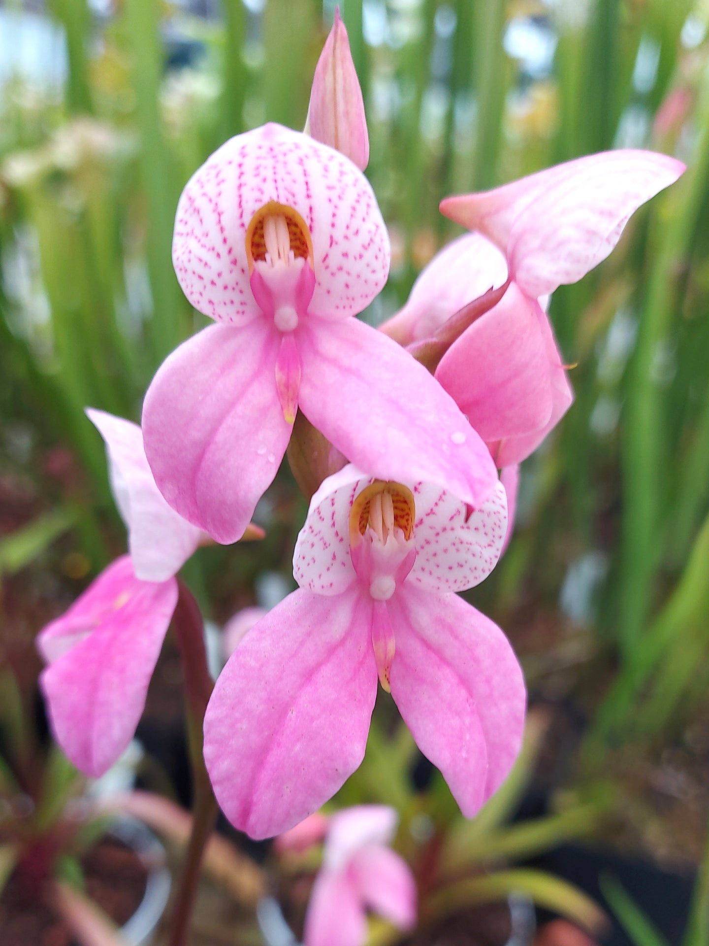 Disa x „Watsonii Candy“