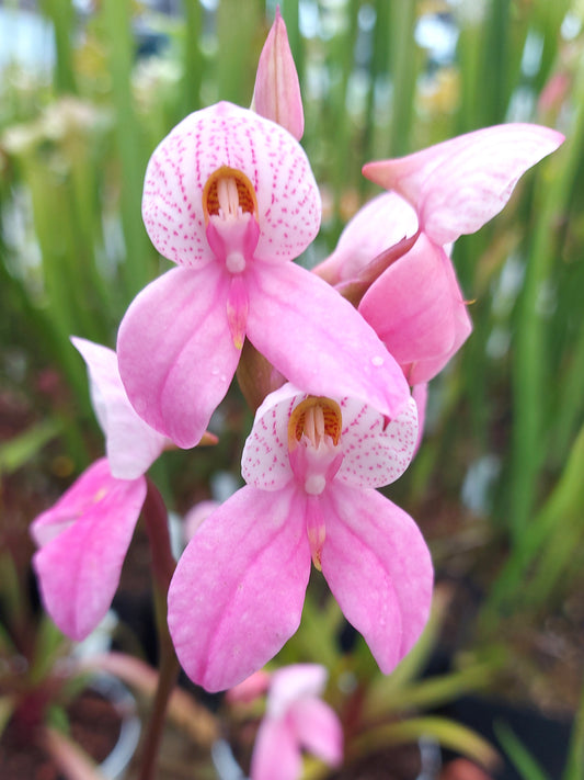 Disa x "Watsonii Candy"