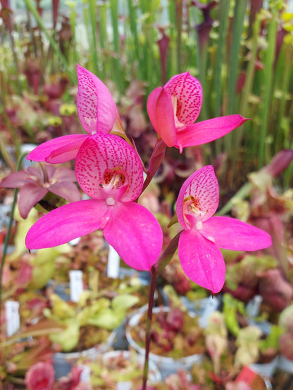 Disa x "Watsonii Sandra"