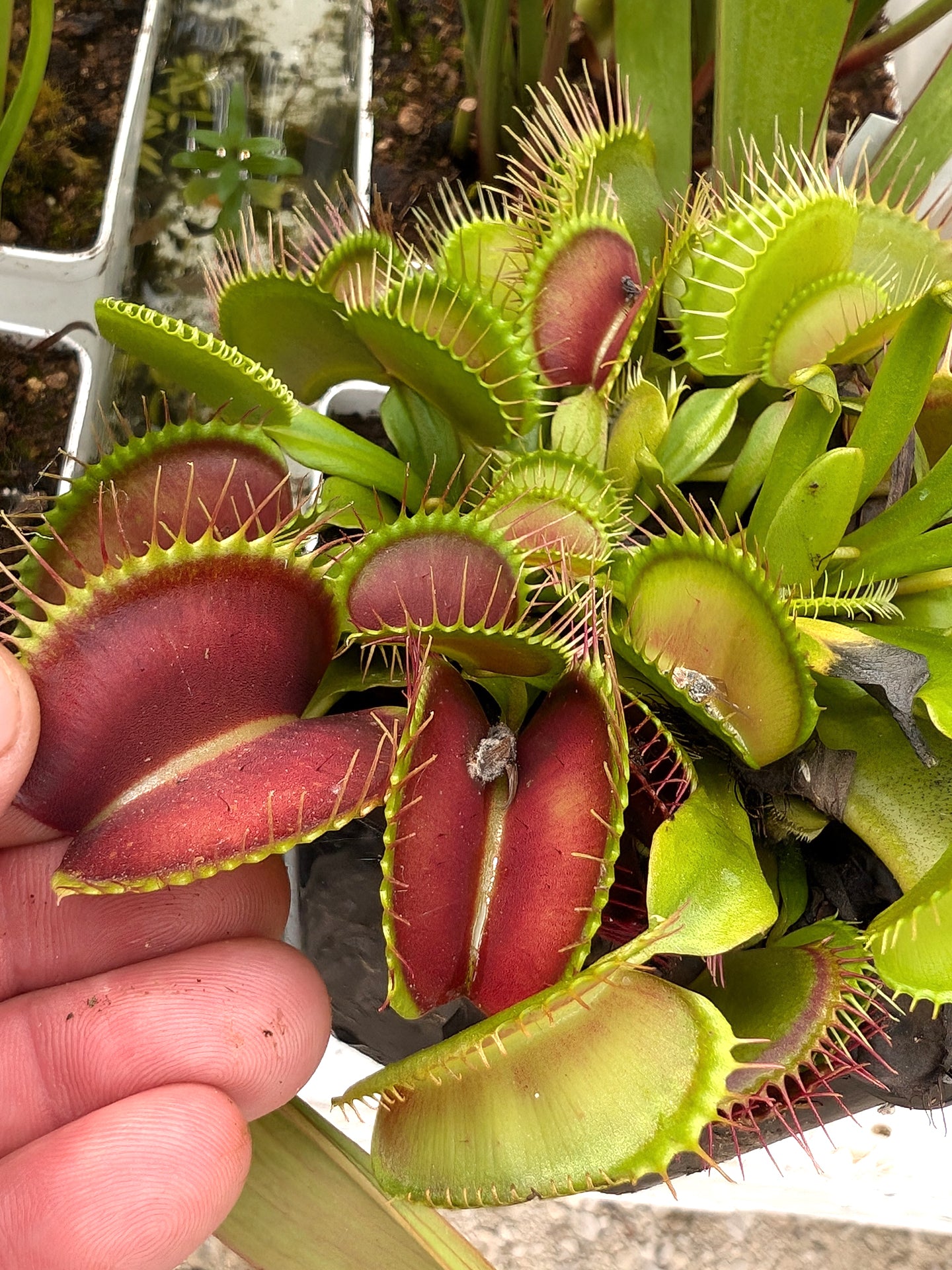 Dionaea muscipula "Giant Trap" DM27 MK