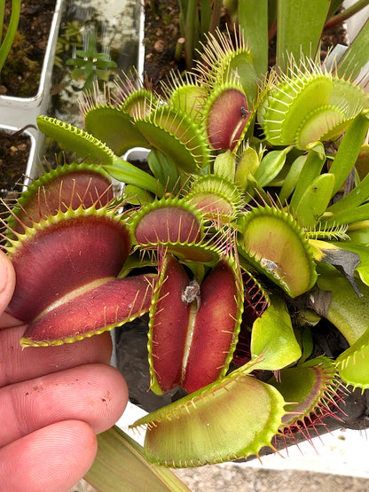 Dionaea muscipula „Giant Trap“ DM27 MK